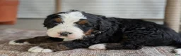 Bernedoodle dogs for sale: Scotty  - Ad 4