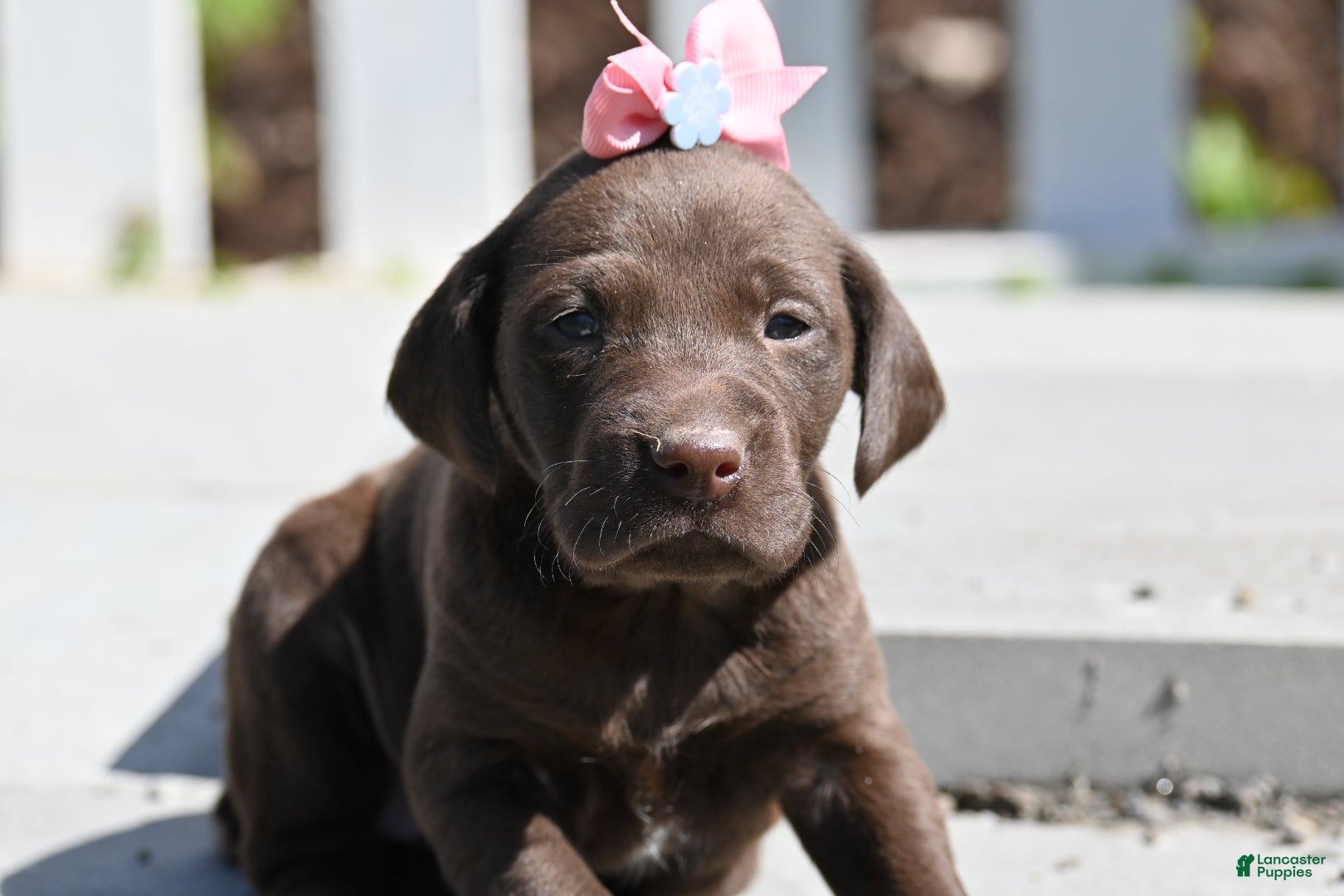 German Shorthaired Pointer dogs Beauty - Ad 40