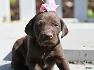 German Shorthaired Pointer dogs Beauty - Ad 40