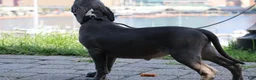 American Bully dogs for sale: Venus - Ad 49