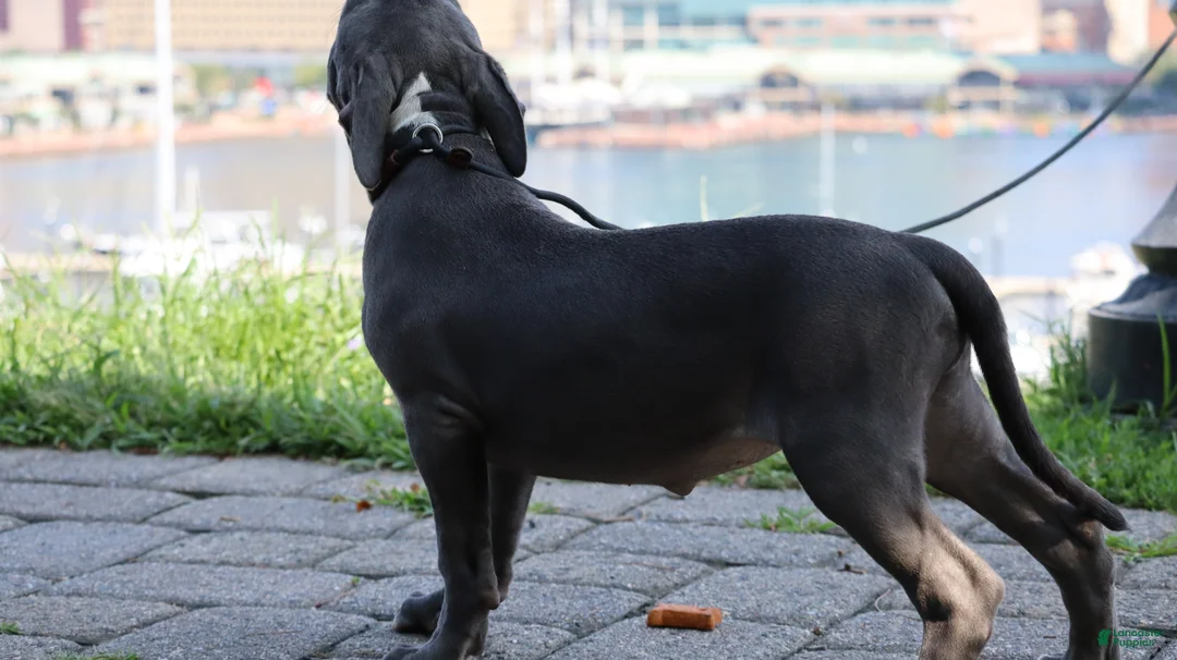 American Bully dogs for sale: Venus - Ad 49