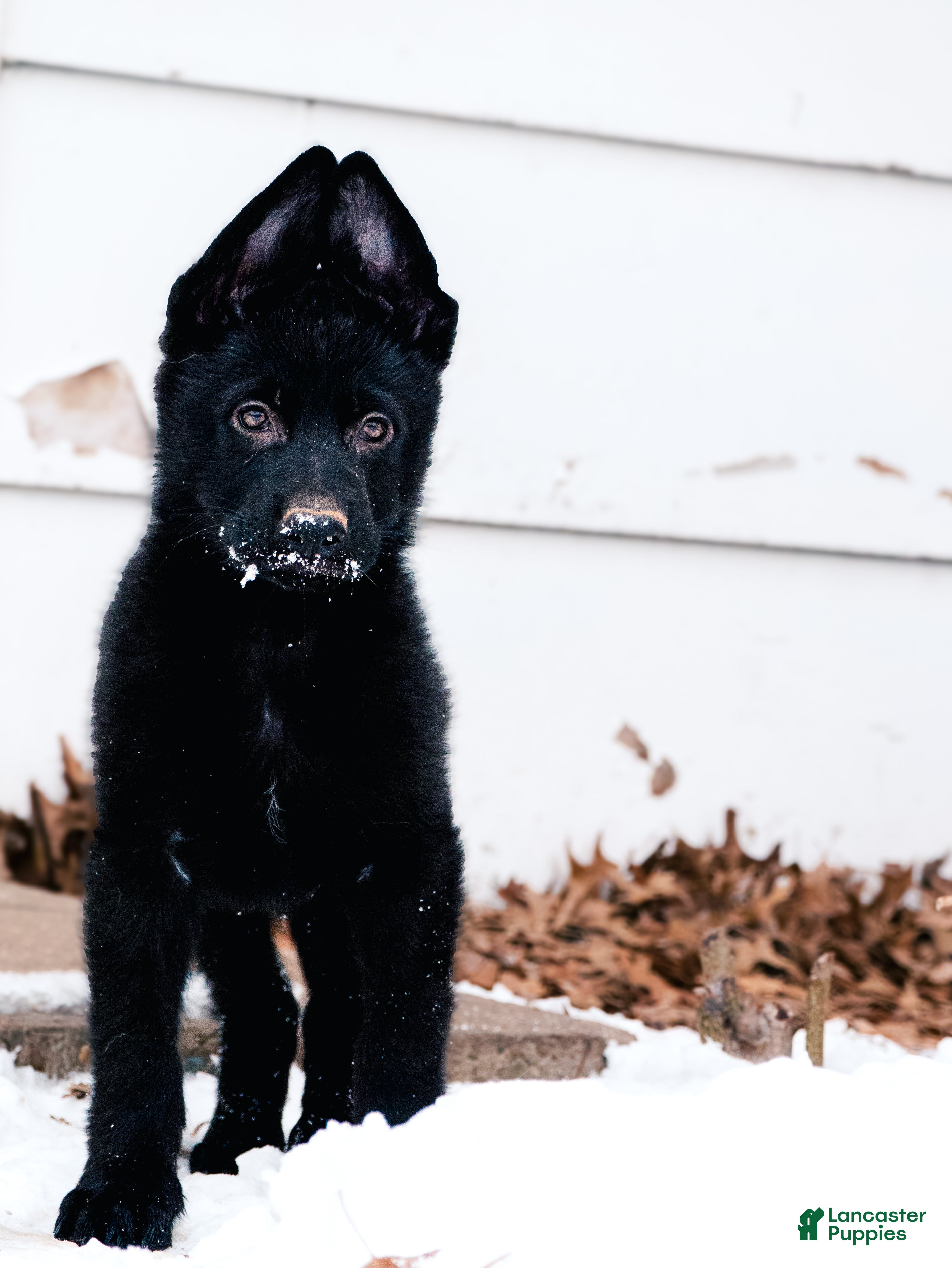 German Shepherd dogs Bagheera - Ad 27