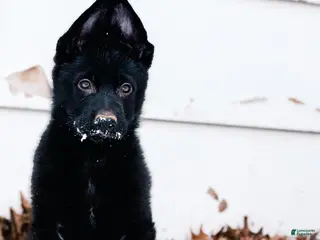 German Shepherd dogs Bagheera - Ad 27