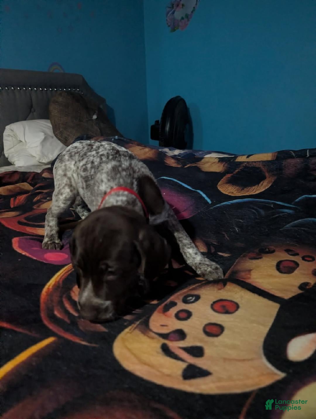 German Shorthaired Pointer dogs German Shorthaired Pointer Puppy 5 - Ad 10