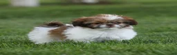 Shih Tzu dogs for sale: Tulip Shih Tzu  - Ad 3