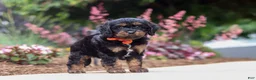 Cavapoo dogs for sale: Chase - Ad 4