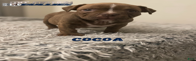 Cocoa
