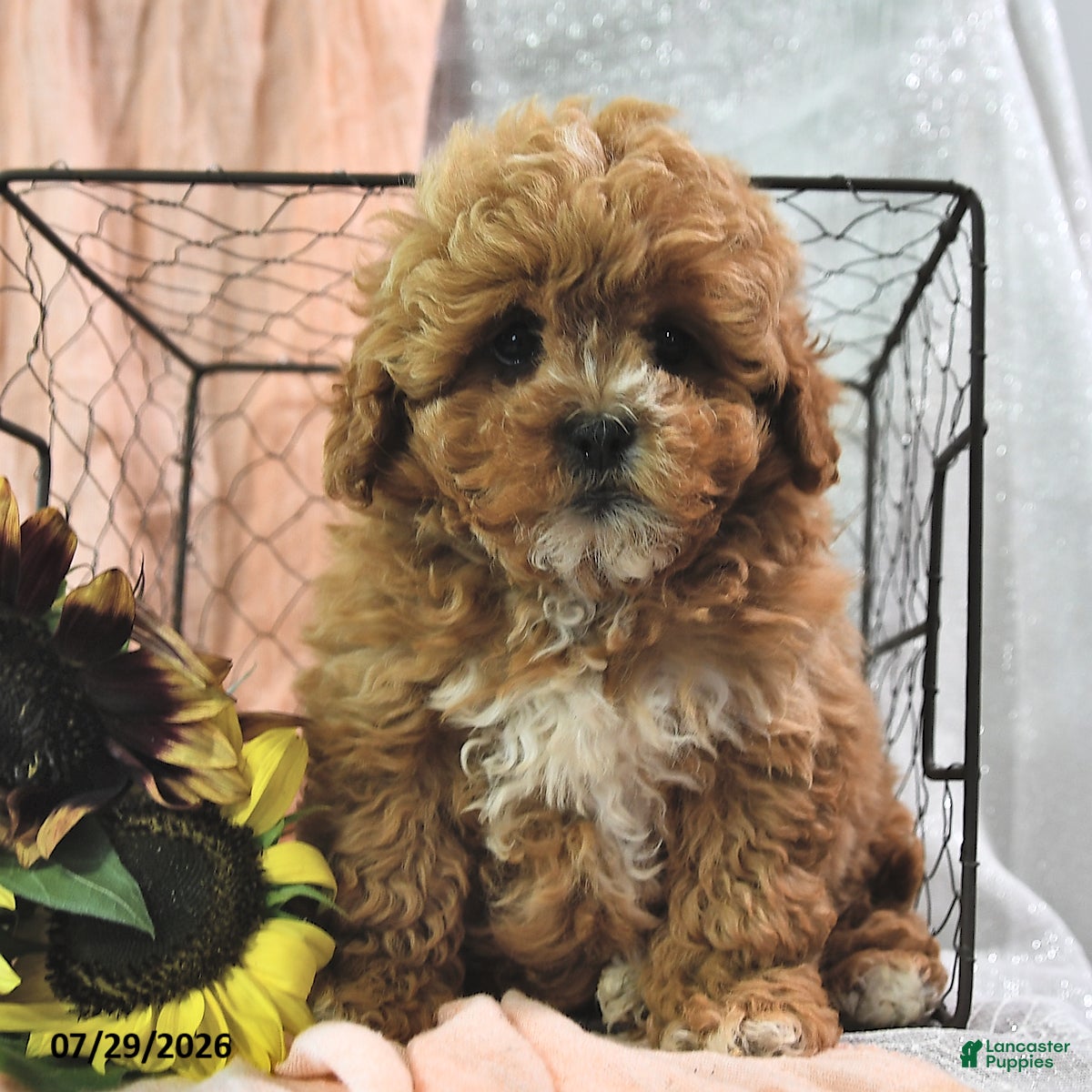 Shihpoo dogs Stacey - Ad 2