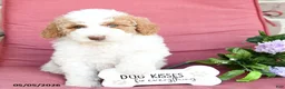 Miniature Poodle dogs for sale: Lisa - Ad 3