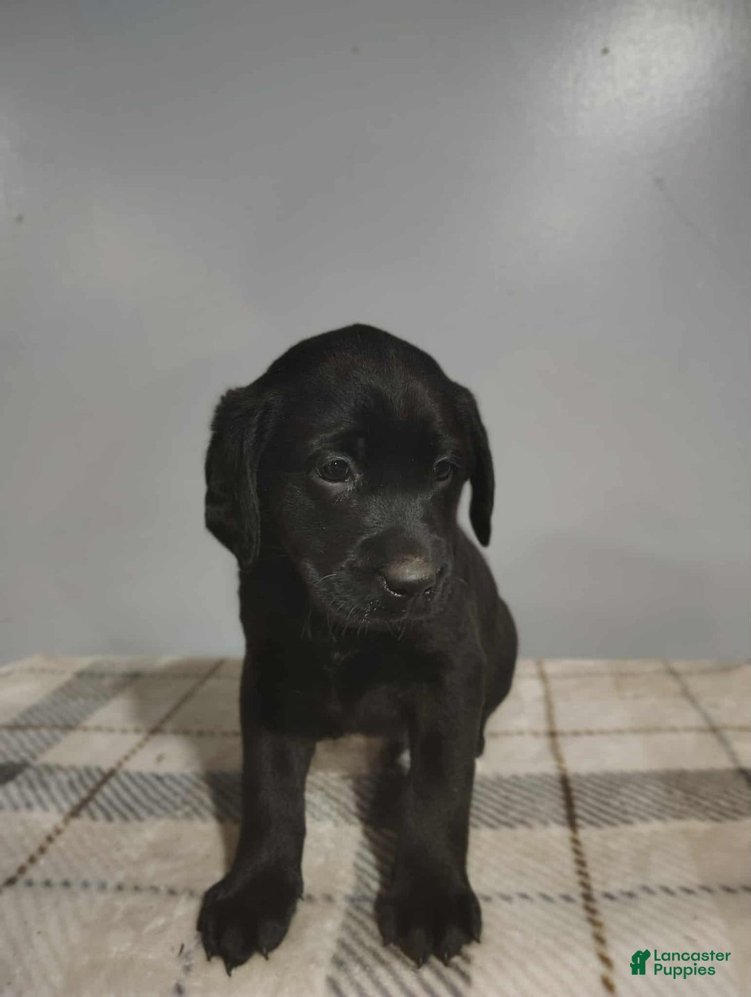 Labrador Retriever dogs for sale: Coal - Ad 1