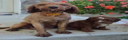 Cavapoo dogs for sale: Tootsie - Ad 4