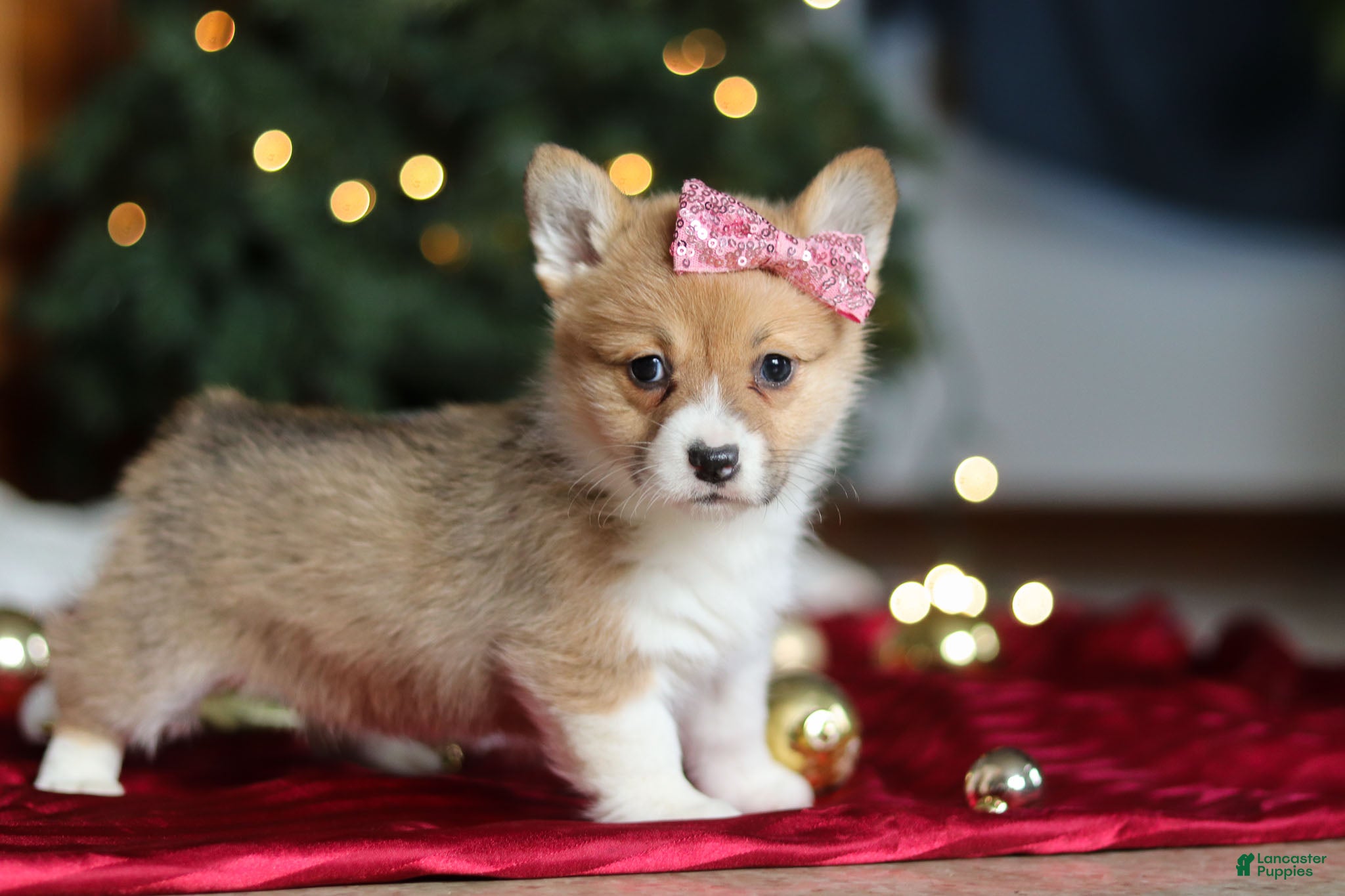 Welsh Corgi Pembroke dogs Twinkle - Ad 31