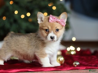 Welsh Corgi Pembroke dogs Twinkle - Ad 30