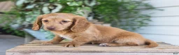 Dachshund dogs for sale: Winnie - Ad 8
