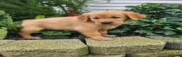 Golden Retriever dogs for sale: Katie  - Ad 4