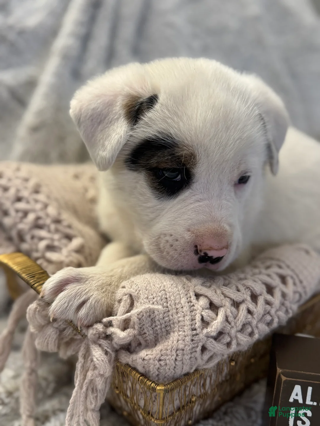 Mixed Breed dogs for sale: Bandit - Ad 1