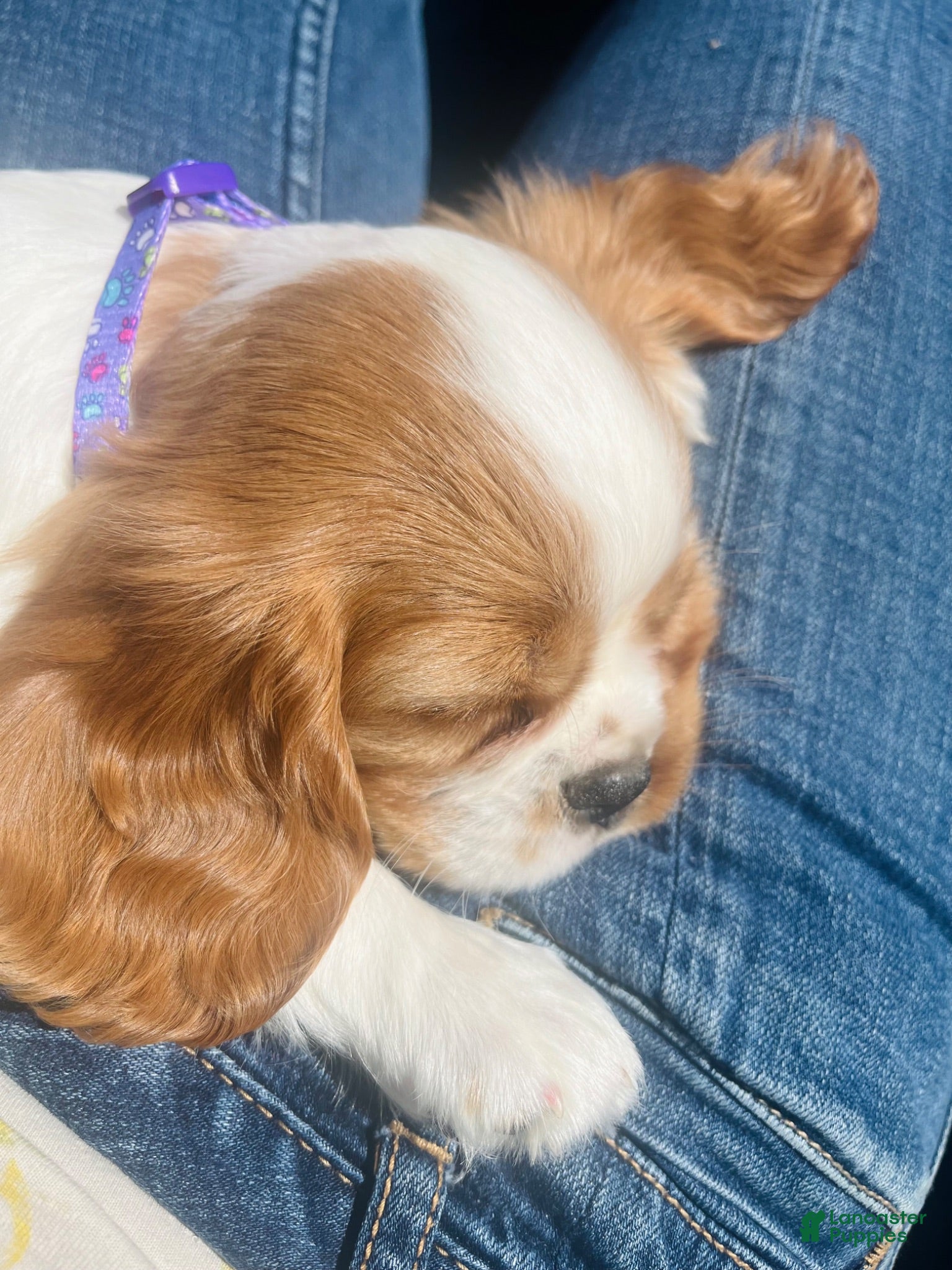 Cavalier King Charles Spaniel dogs Honey - Ad 7