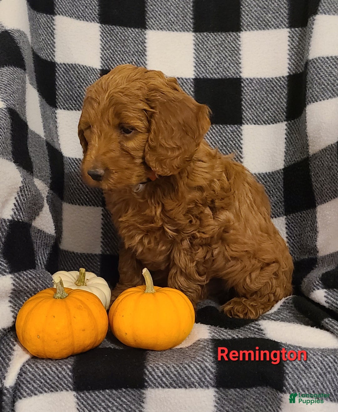Cockapoo dogs for sale: Remington - Ad 4