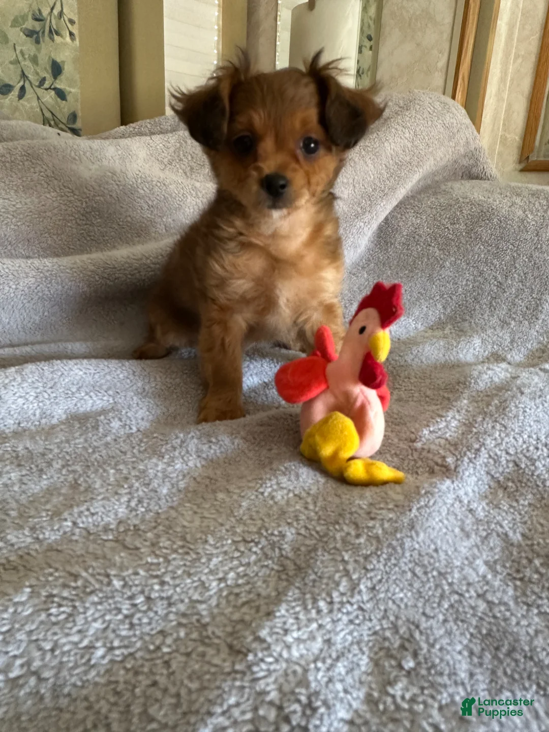 Yorkiepoo dogs for sale: Yorkiepoo Puppy 4 - Ad 1