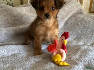 Yorkiepoo dogs for sale: Yorkiepoo Puppy 4 - Ad 1