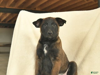 Belgian Malinois dogs Jack - Ad 16