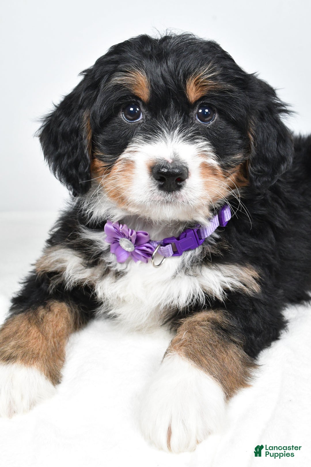 Mini Bernedoodle dogs for sale: Ava - Ad 2