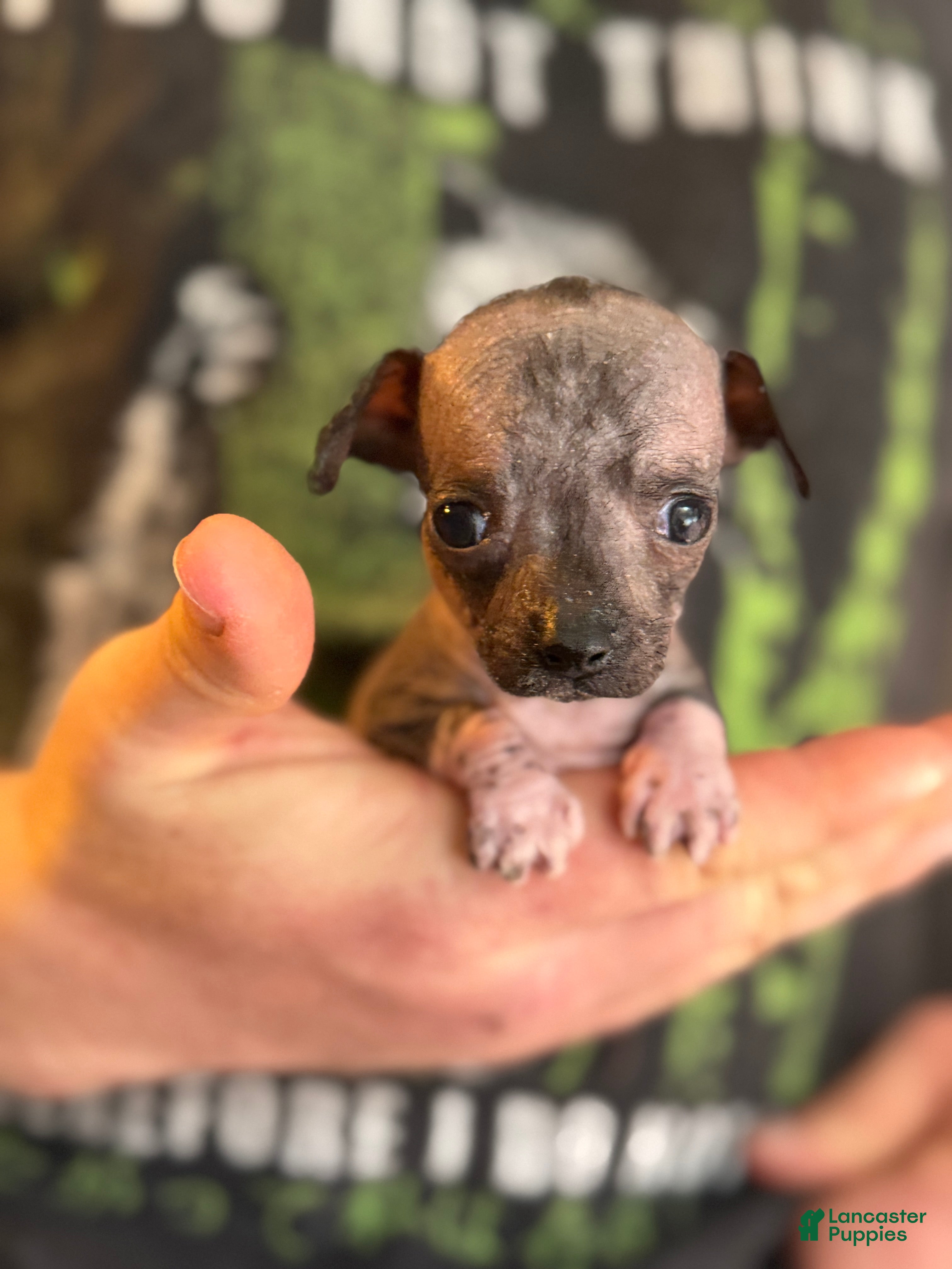 Mixed Breed dogs Bravo - Ad 25