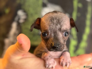 Mixed Breed dogs Bravo - Ad 25