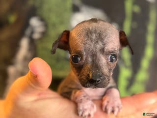 Mixed Breed dogs Bravo - Ad 24