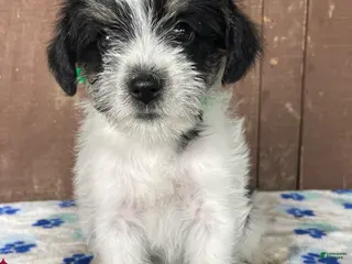 Miniature Schnauzer dogs Winnie - Ad 42
