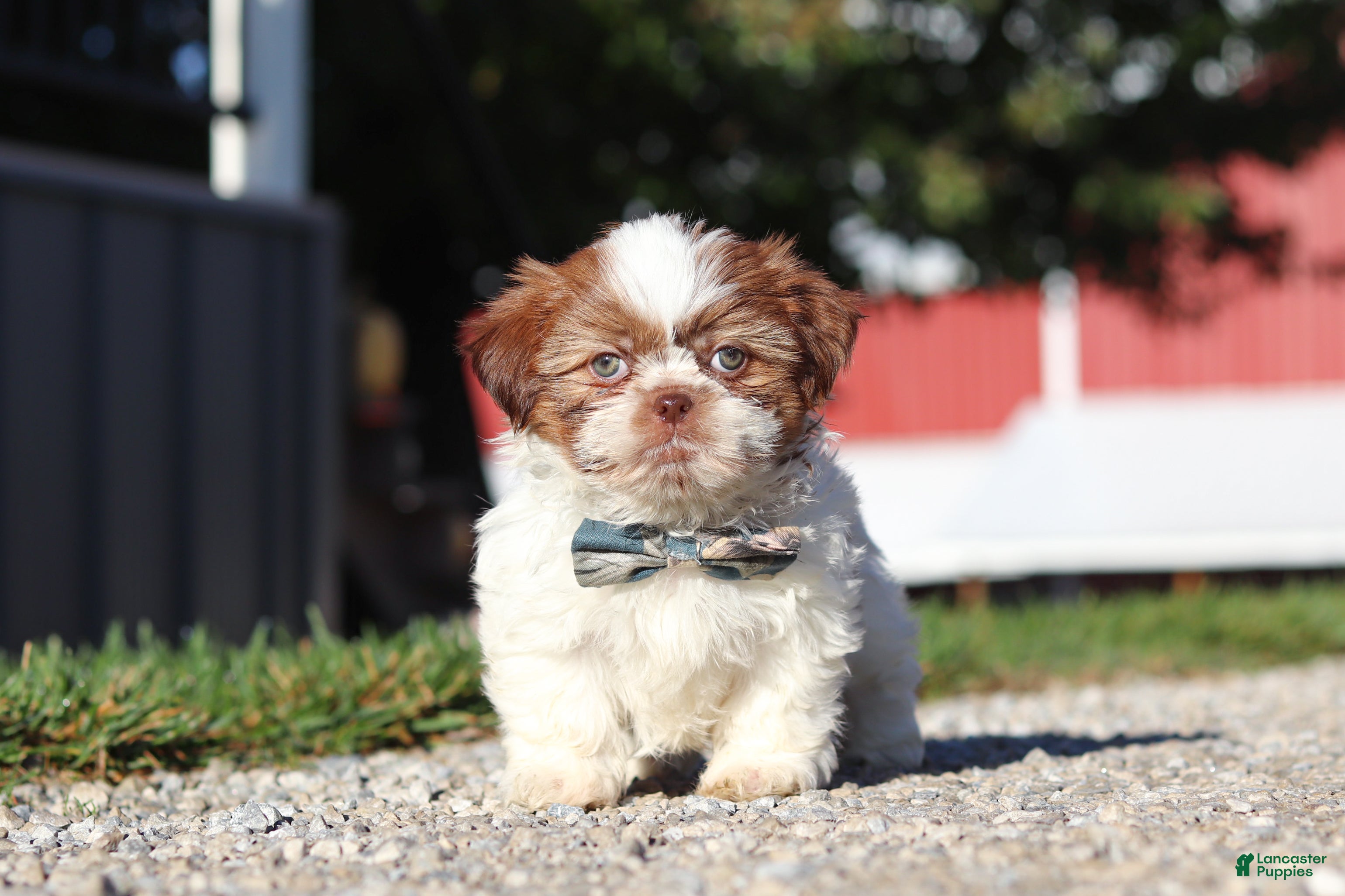 Shih Tzu dogs Micah - Ad 1