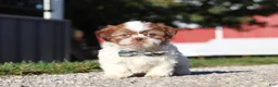 Shih Tzu dogs for sale: Micah - Ad 1
