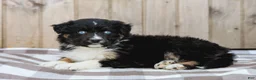 Australian Shepherd dogs for sale: Russel - Ad 4