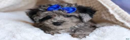 Bichpoo dogs for sale: NOAH - Ad 12