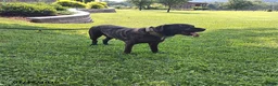 Cane Corso dogs for sale: Minnie - Ad 5