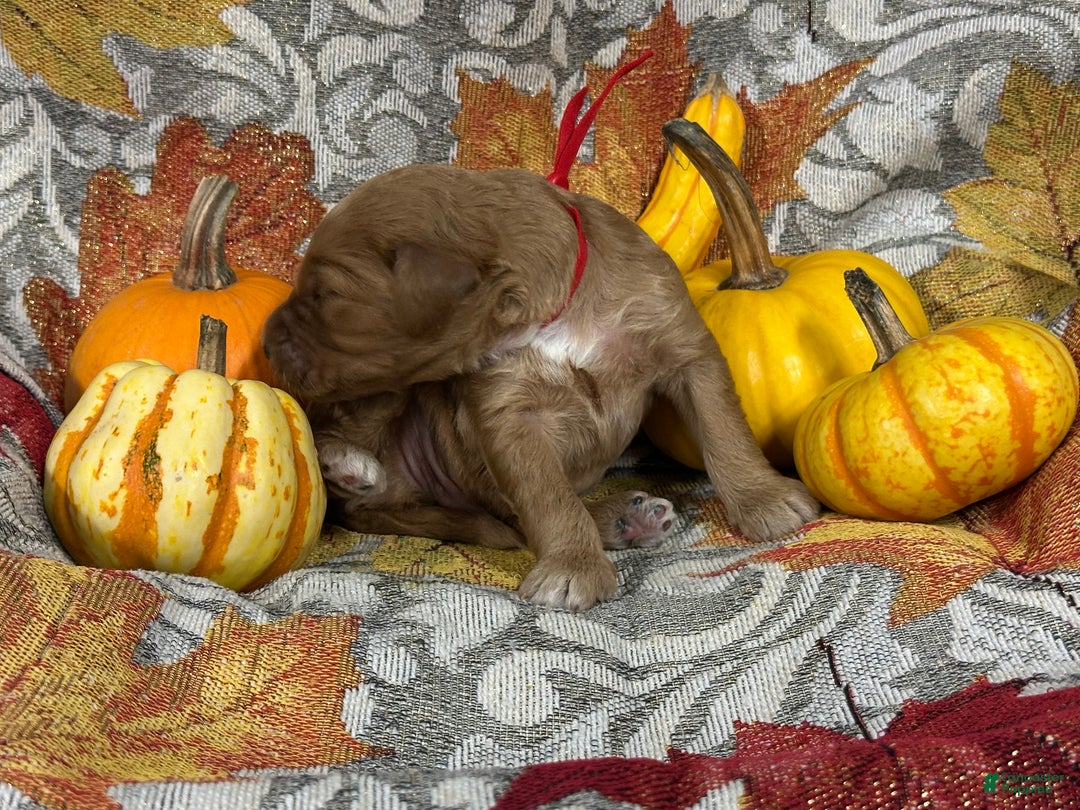 Goldendoodle dogs for sale: Red - Ad 8