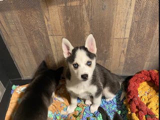 Pomsky dogs Bree - Ad 22