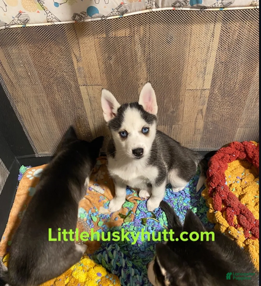 Pomsky dogs for sale: Bree  - Ad 1