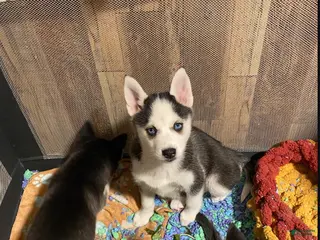 Pomsky dogs Bree - Ad 12