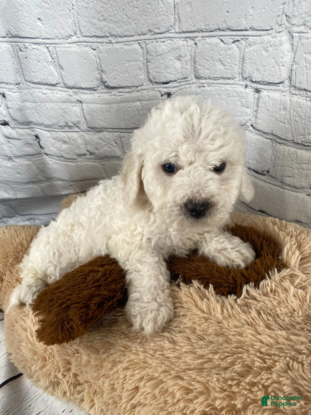 Bichon Frise dogs for sale: Ranger - Ad 3