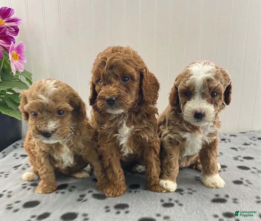 Toy Poodle dogs for sale: Roxy - Ad 7