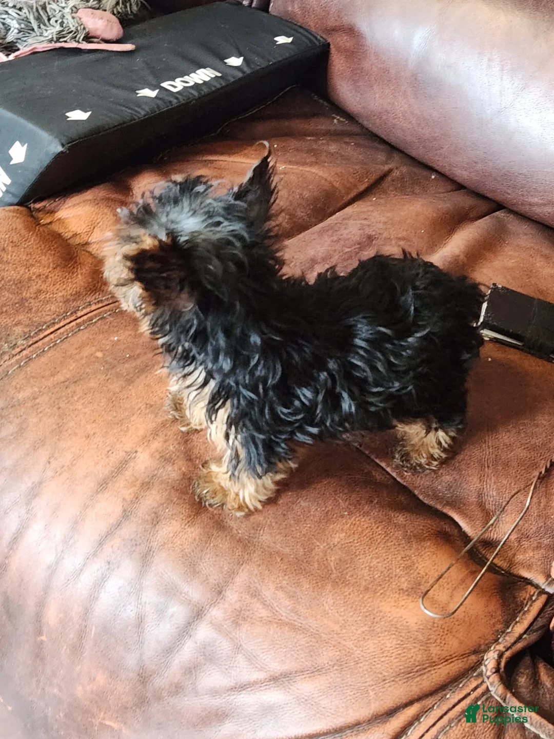 Yorkshire Terrier dogs for sale: Fatty - Ad 2