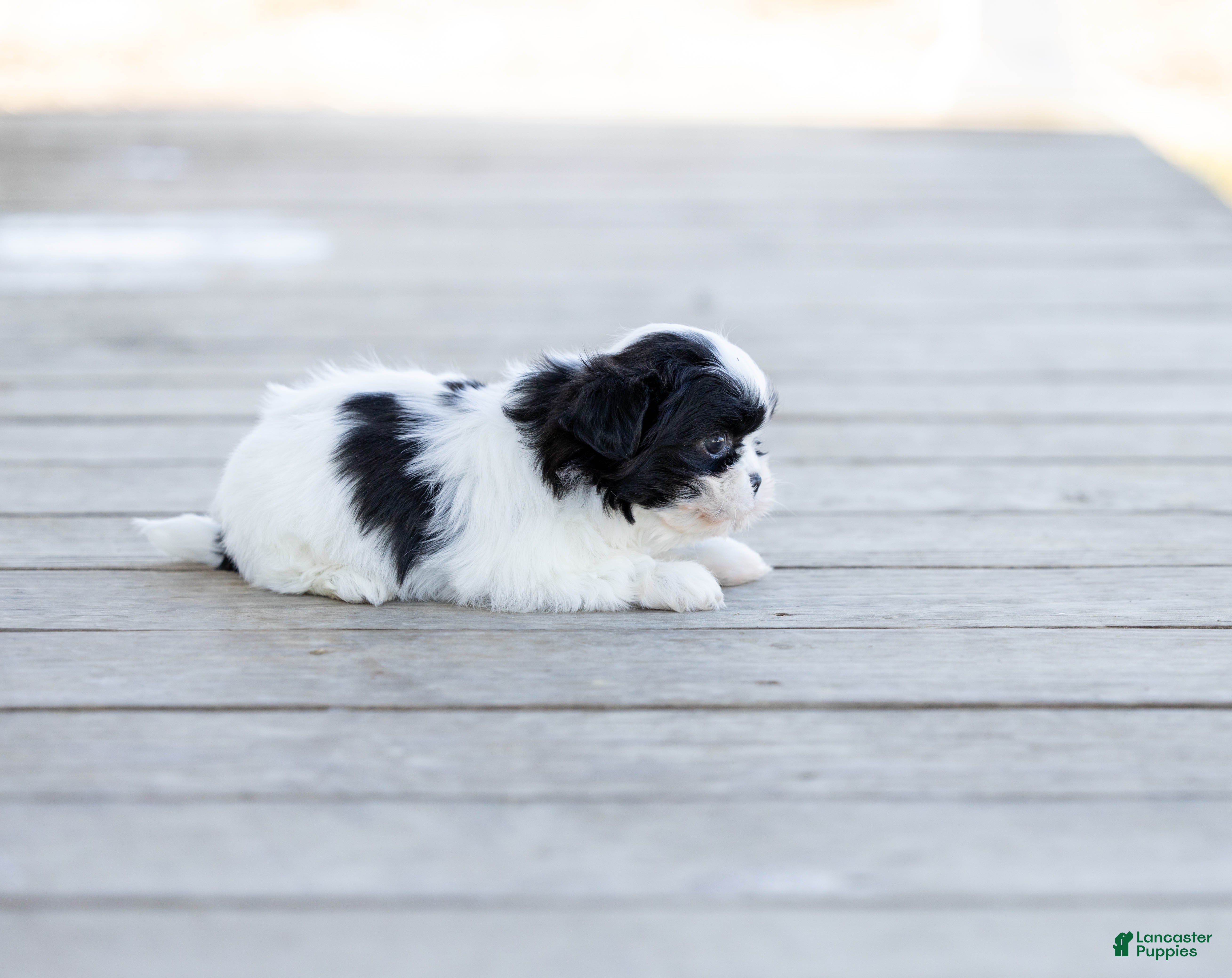 Shih Tzu dogs Tyler - Ad 3