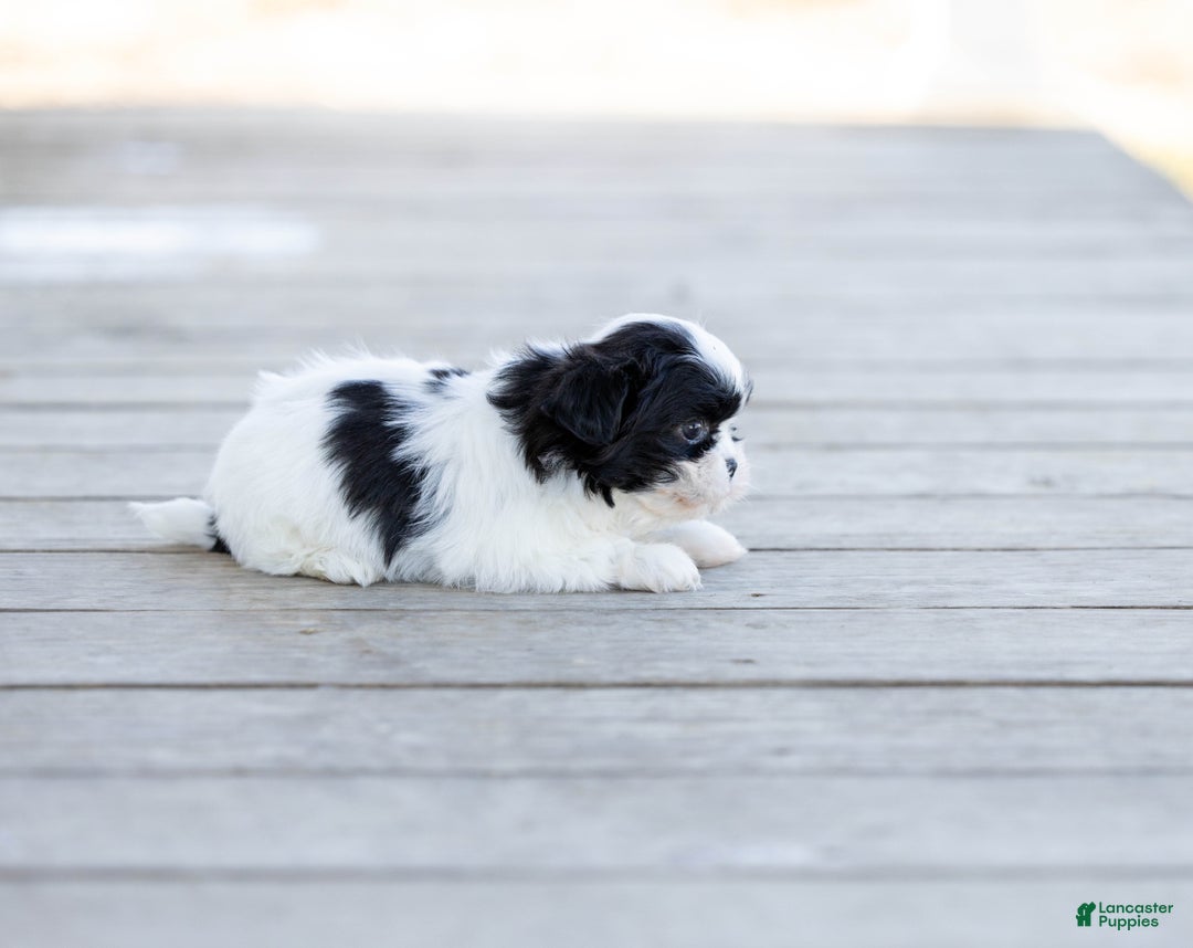 Shih Tzu dogs for sale: Tyler - Ad 1