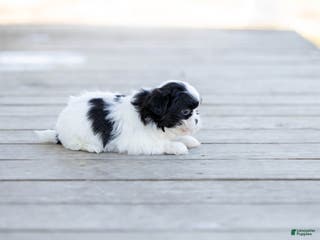 Shih Tzu dogs Tyler - Ad 10