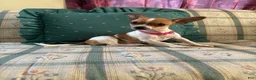 Chihuahua dogs for sale: ♡ Bobbi Girl ♡  - Ad 6