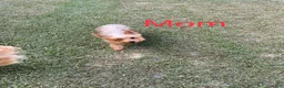 Yorkshire Terrier dogs for sale: River - Ad 4