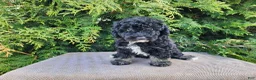 Mini Bernedoodle dogs for sale: Mia - Ad 8