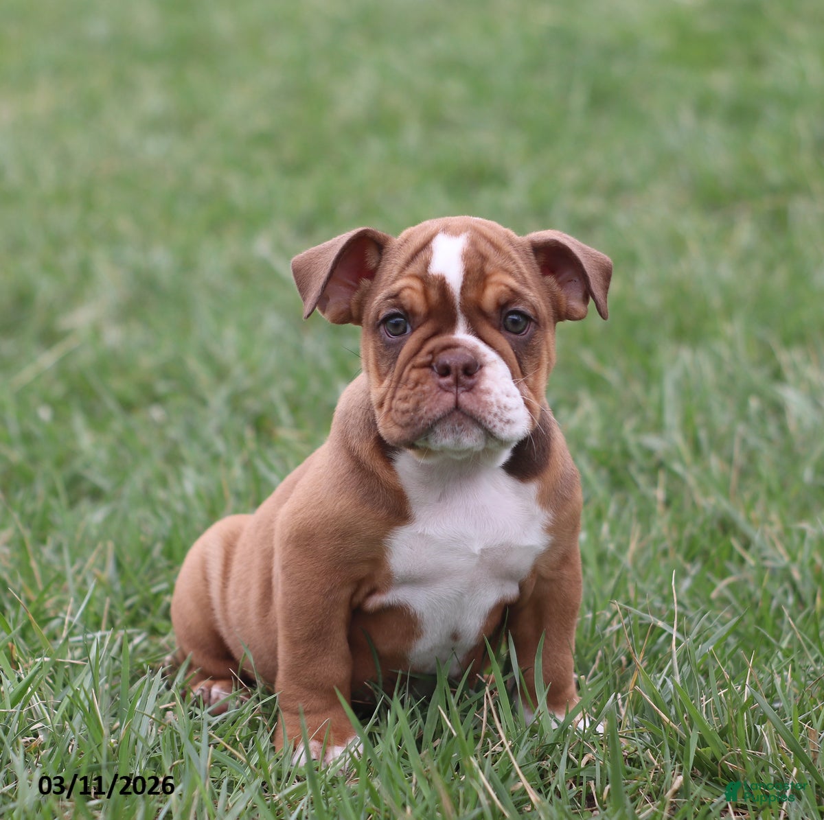 English Bulldog dogs Roxie - Ad 1