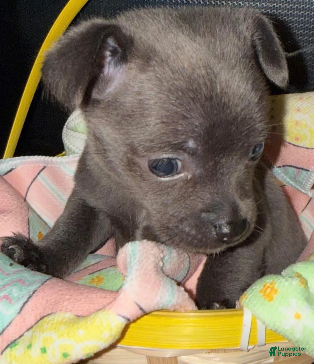 Chihuahua dogs for sale: Icon  - Ad 2